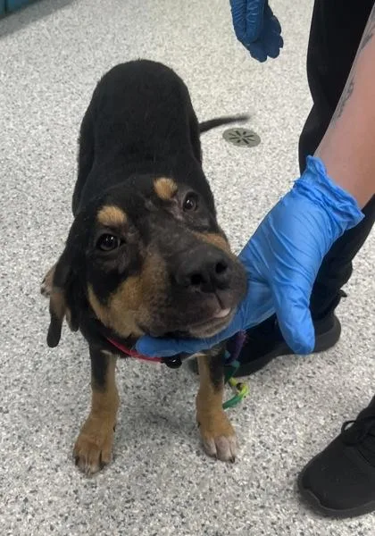A young medium-sized male Hound dog named Derrick for adoption in Daytona Beach, FL