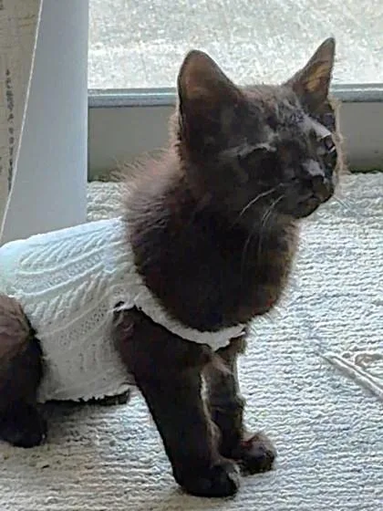 A baby small-sized male Black Domestic Short Hair cat named One Eyed Jack for adoption in Kansas City, MO