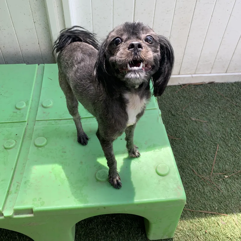 An adult small-sized female Shih Tzu dog named Celina for adoption in Baton Rouge, LA