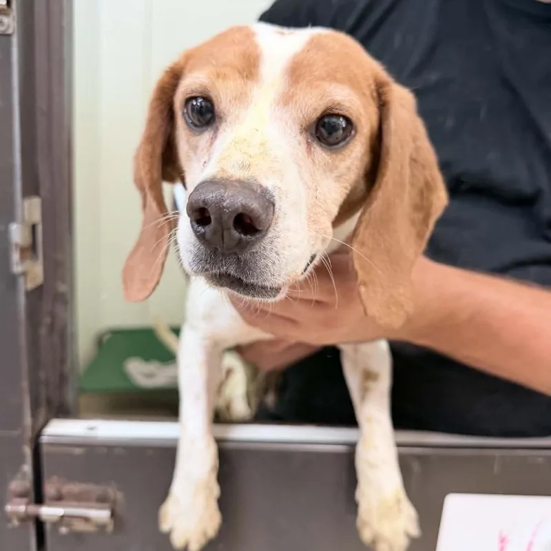An adult small-sized female Brown / Chocolate Beagle dog named Perdita Chino Hills Location for adoption in Chino Hills, CA