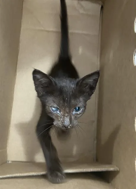 A baby medium-sized male Domestic Short Hair cat named Spooky for adoption in Dallas, TX