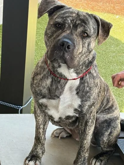 An adult large-sized female Pit Bull Terrier dog named Missy for adoption in Atlanta, GA