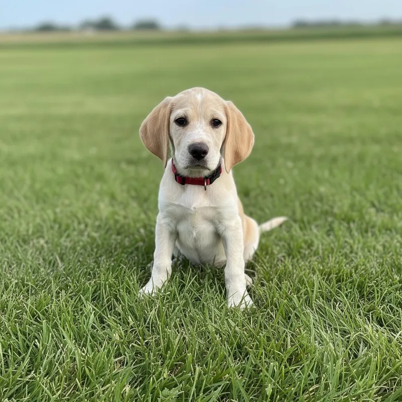 A baby medium-sized male Apricot / Beige Yellow Labrador Retriever dog named Lou The Lab for adoption in Semmes, AL