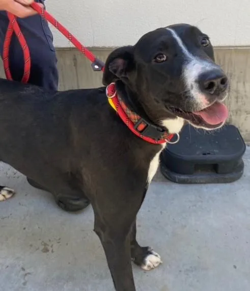 A young medium-sized female Labrador Retriever dog named Gina for adoption in Chatsworth, CA