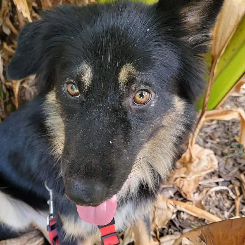 A young medium-sized male Sable Shepherd dog named Sylvester for adoption in Rockville, MD