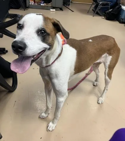 An adult large-sized male Mixed Breed dog named Blarney for adoption in Chamblee, GA