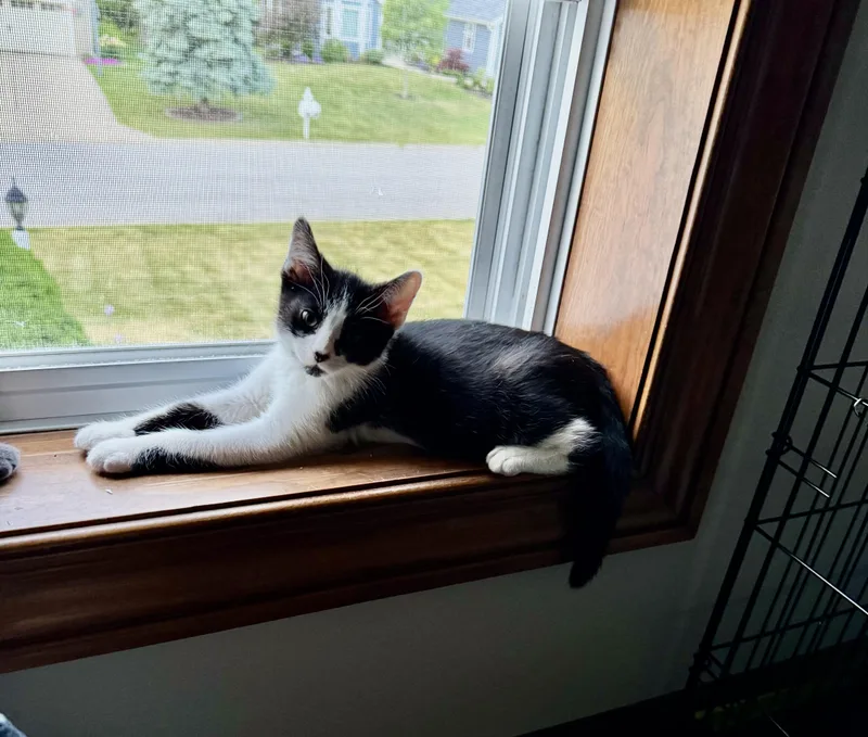 A baby medium-sized male Black & White / Tuxedo Domestic Short Hair cat named Orca for adoption in Milwaukee, WI