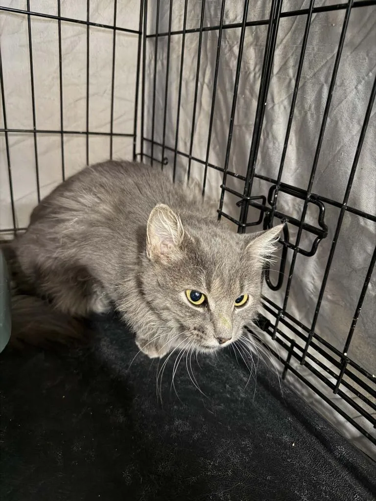 A young small-sized male Domestic Medium Hair cat named Tobias for adoption in La Verkin, UT