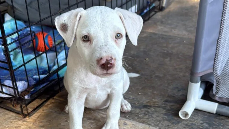 A baby medium-sized female White / Cream Boxer dog named Marshmallow for adoption in MISSION, TX