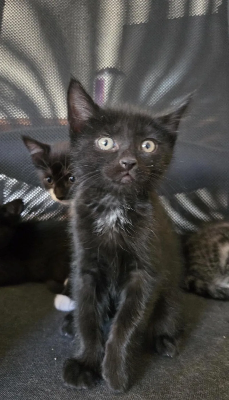 A young medium-sized male Black Domestic Short Hair cat named Nyx for adoption in Nutley, NJ