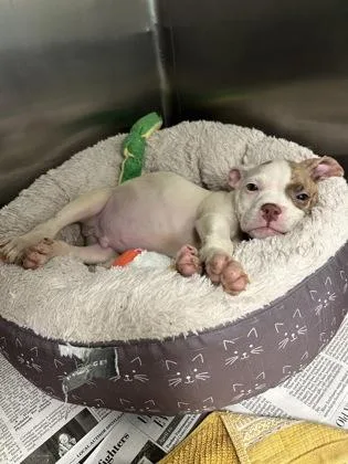 A baby small-sized male Pit Bull Terrier dog named Ying Yang for adoption in Westland, MI