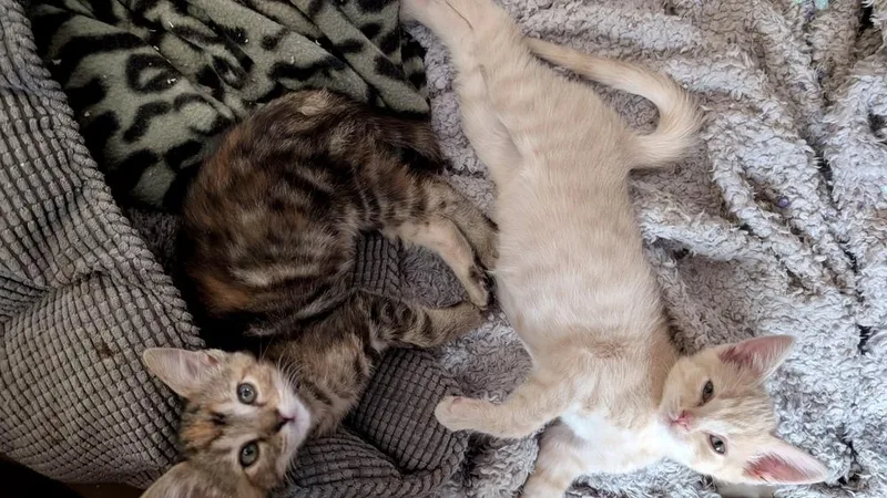 A baby small-sized male Domestic Short Hair cat named Sunny for adoption in Green Valley, AZ