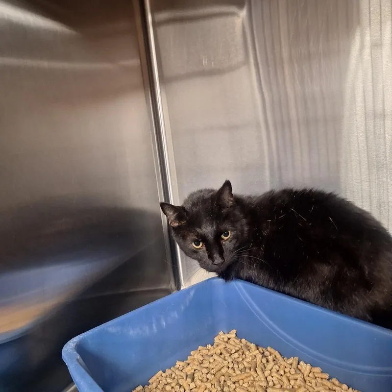 An adult medium-sized male Domestic Short Hair cat named Lollypop for adoption in Gautier, MS