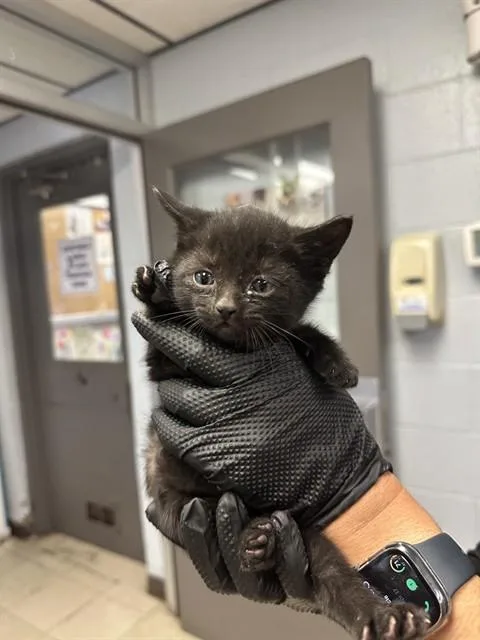 A baby small-sized female Domestic Short Hair cat named Emma for adoption in Stockton, CA