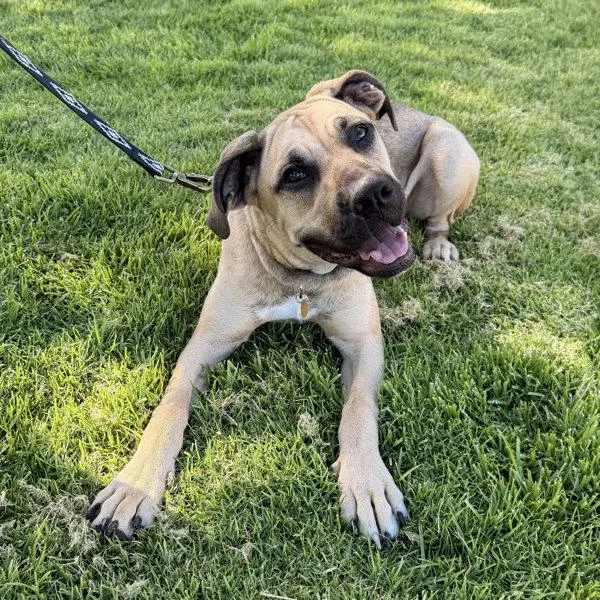 A young large-sized female Shepherd dog named Zinfandel for adoption in Oakland, CA
