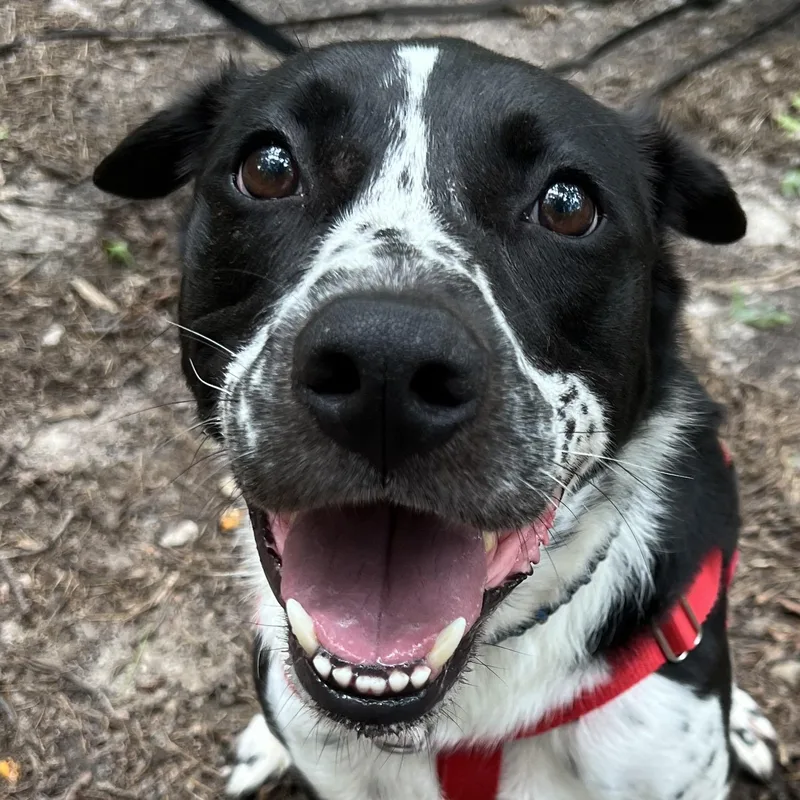 An adult large-sized male Black Border Collie dog named Bugsy for adoption in Cedar Mountain, NC