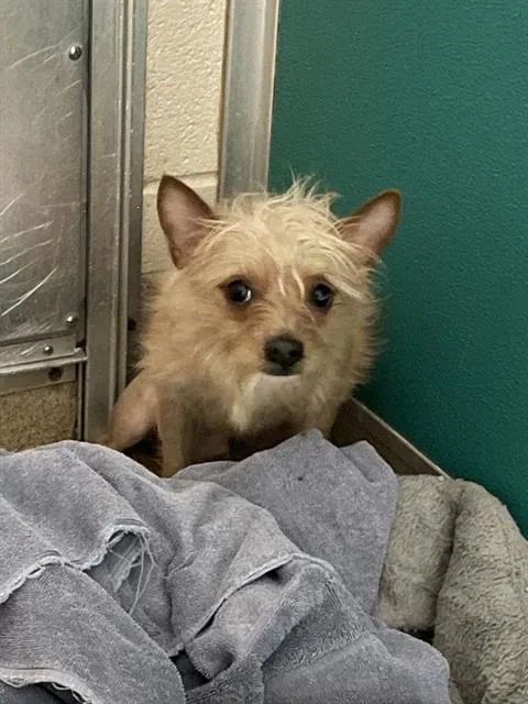 A young small-sized male Terrier dog named Rafiki for adoption in Newton, NC