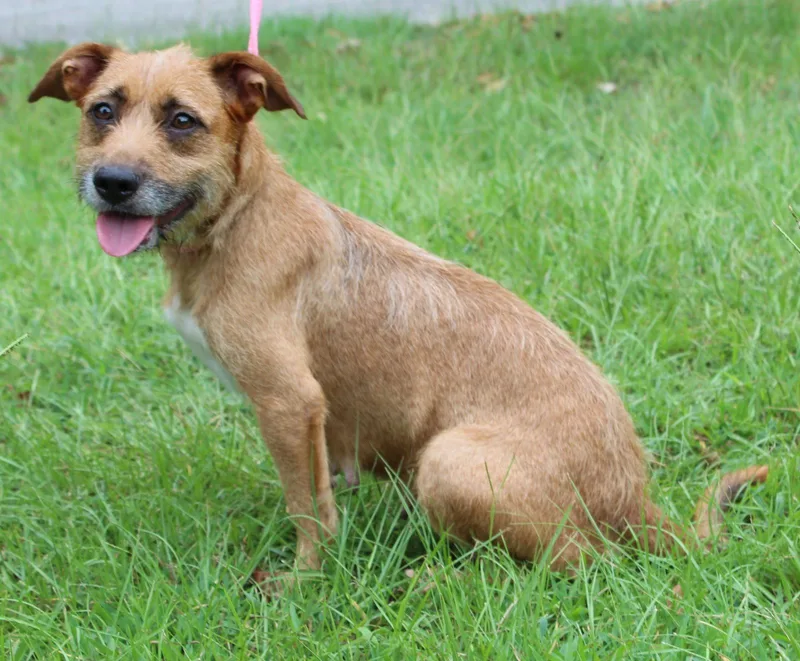An adult medium-sized female Terrier dog named Polly for adoption in Prattville, AL