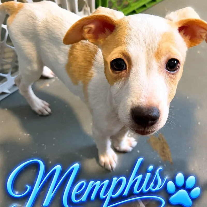 A baby medium-sized male Hound dog named Memphis for adoption in ISABELA, PR