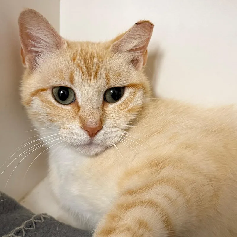 A young small-sized female Orange / Red Domestic Short Hair cat named Froot Loop for adoption in Stillwater, OK