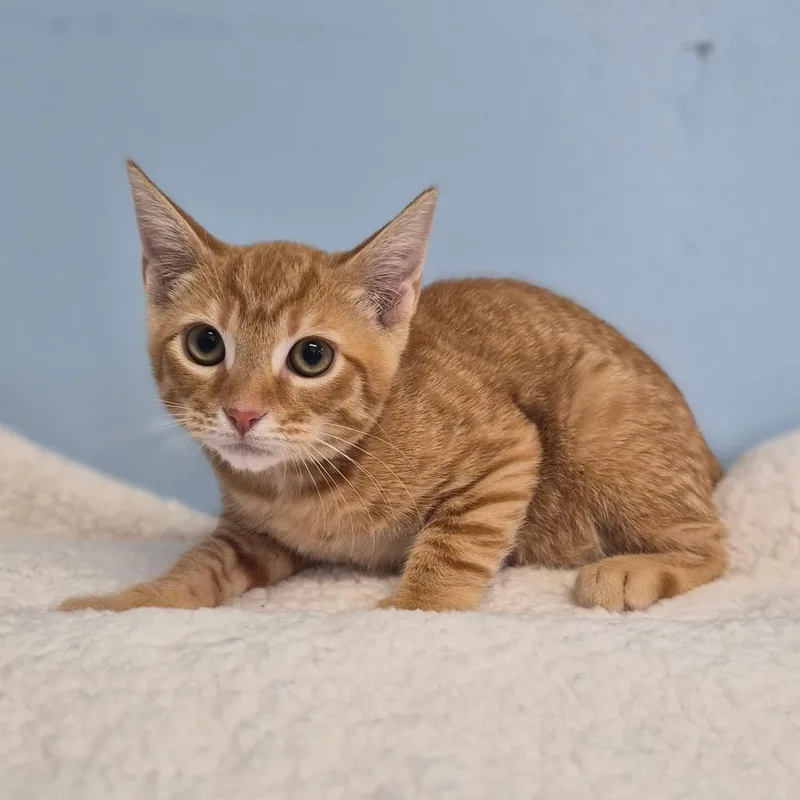 A baby small-sized male Orange / Red Domestic Short Hair cat named Jaguar for adoption in Wahiawa, HI
