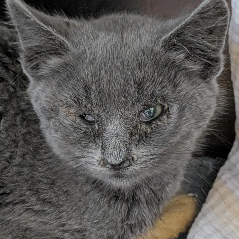 A baby small-sized female Gray / Blue / Silver Domestic Short Hair cat named Lilith for adoption in Buffalo, WY