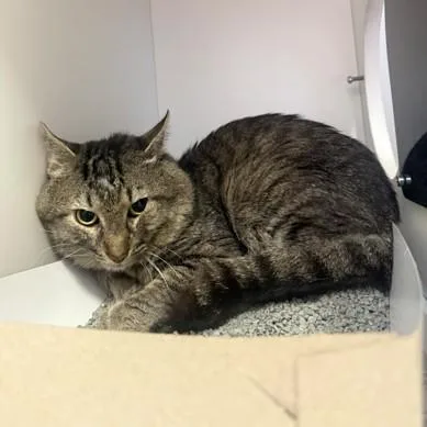An adult medium-sized male Tabby (Brown / Chocolate) Domestic Short Hair cat named Blue Jay for adoption in Phoenixville, PA