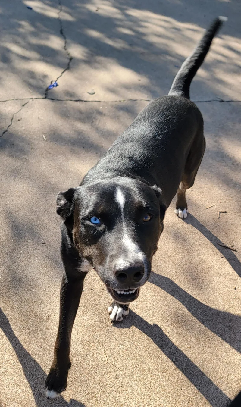 A young medium-sized male Black Husky dog named Kazz for adoption in Houston, TX