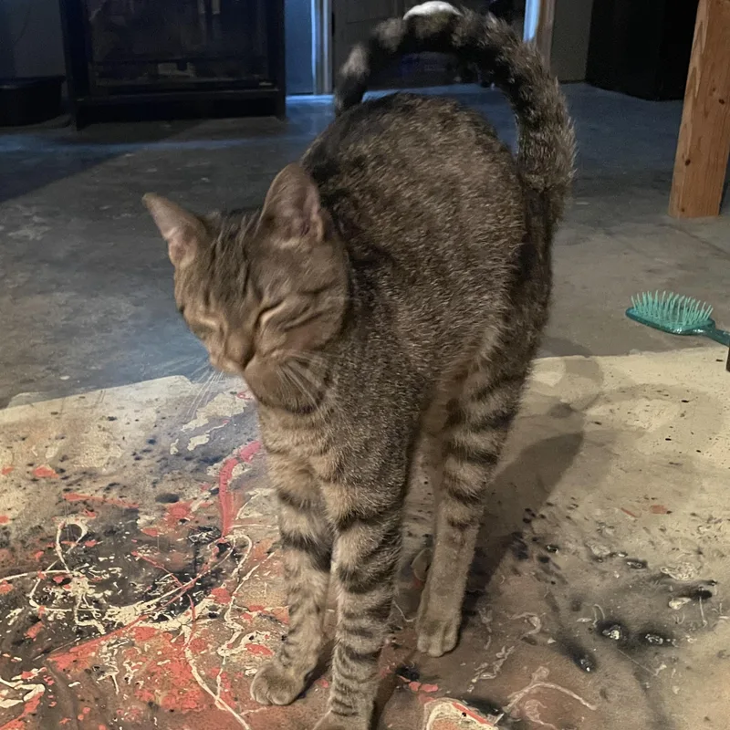 A young medium-sized male Tabby (Brown / Chocolate) Domestic Short Hair cat named Macaroni for adoption in Liverpool, TX