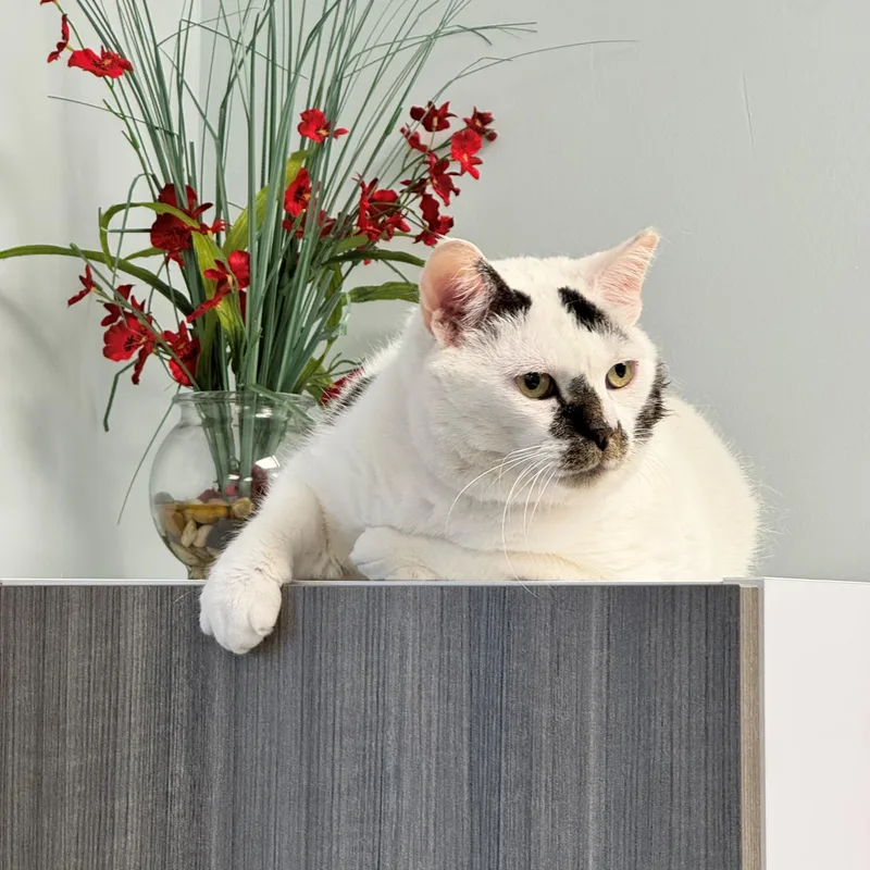 An adult large-sized male Domestic Short Hair cat named Olaf for adoption in Syosset, NY