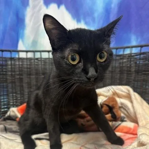 An adult medium-sized female Black Domestic Short Hair cat named Opal for adoption in Henderson, NV