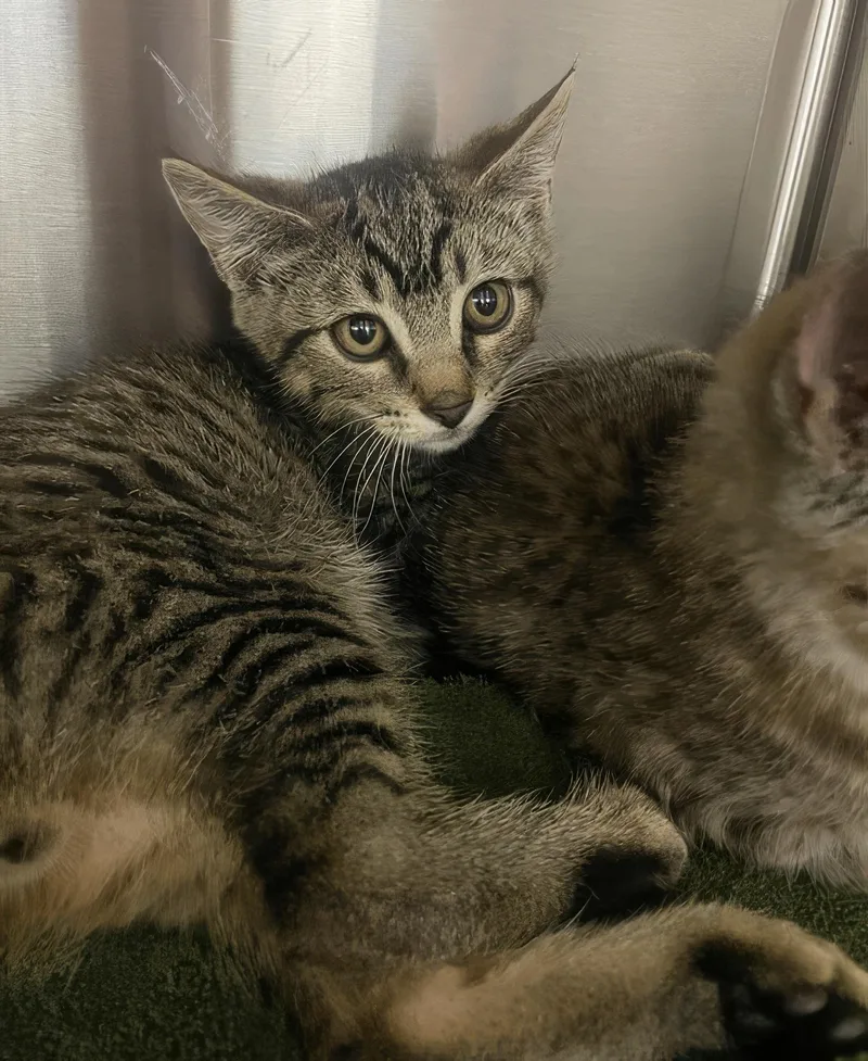 A baby medium-sized male Tabby (Gray / Blue / Silver) Domestic Short Hair cat named Phil for adoption in Nashville, TN