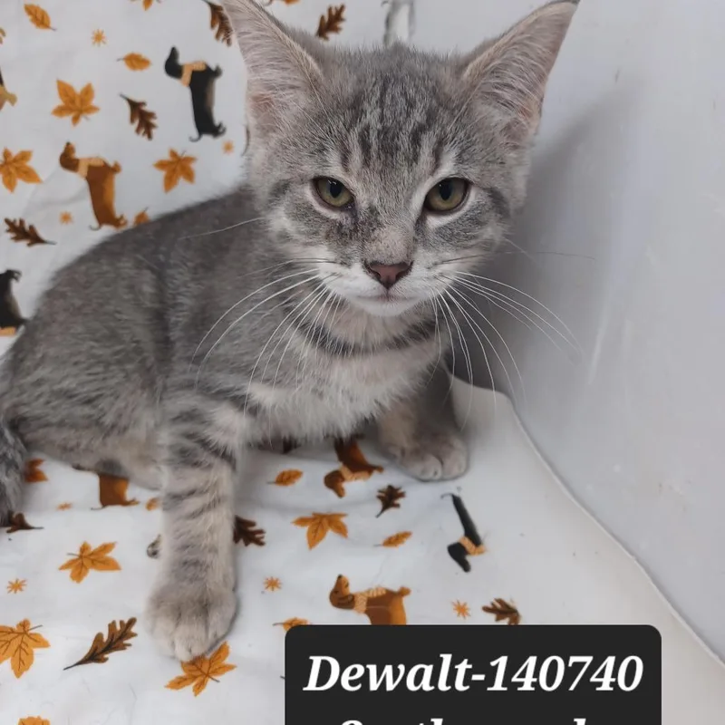 Dewalt