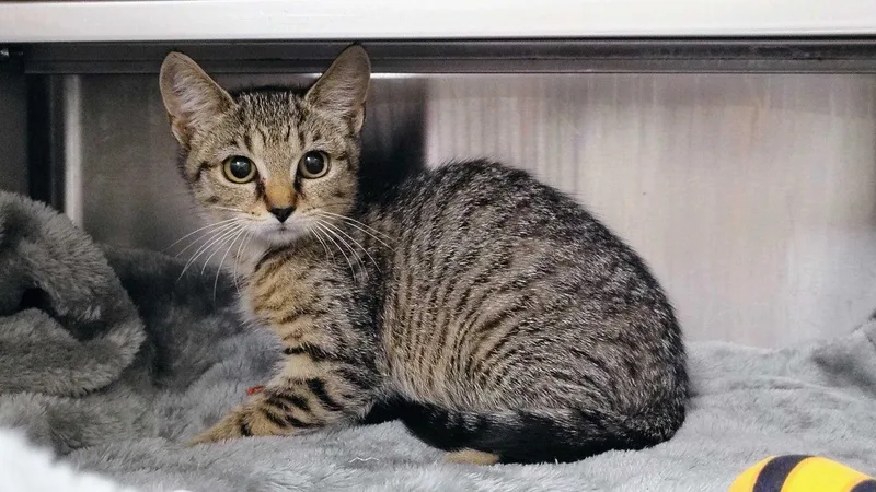 A baby small-sized female Tabby (Brown / Chocolate) Domestic Short Hair cat named Argentine for adoption in Raleigh, NC