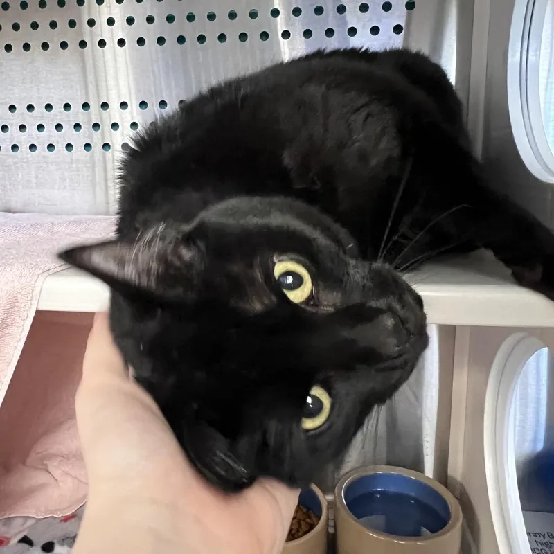 An adult large-sized female Black Domestic Short Hair cat named Mageeny for adoption in Pittsburgh, PA