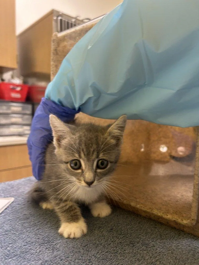 A baby small-sized female Tabby (Gray / Blue / Silver) Domestic Short Hair cat named Liza for adoption in Raleigh, NC