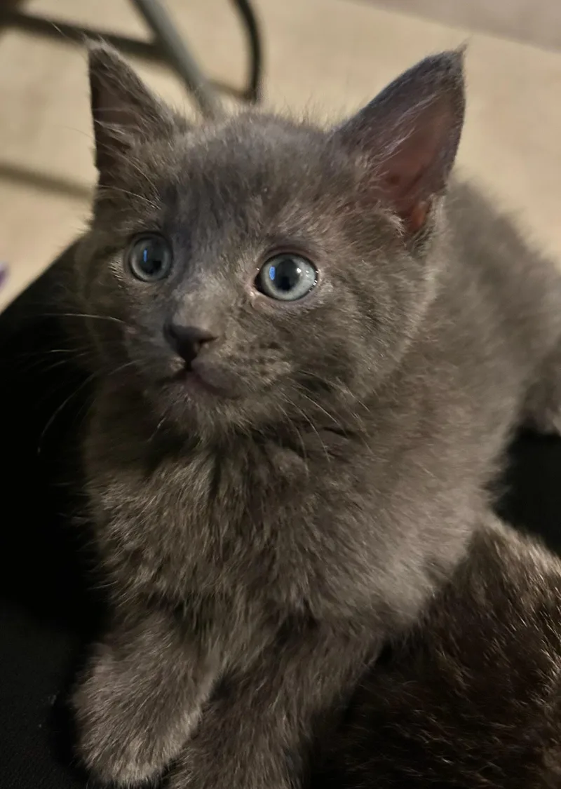 A baby medium-sized male Gray / Blue / Silver Domestic Short Hair cat named Reid for adoption in Reynoldsburg, OH
