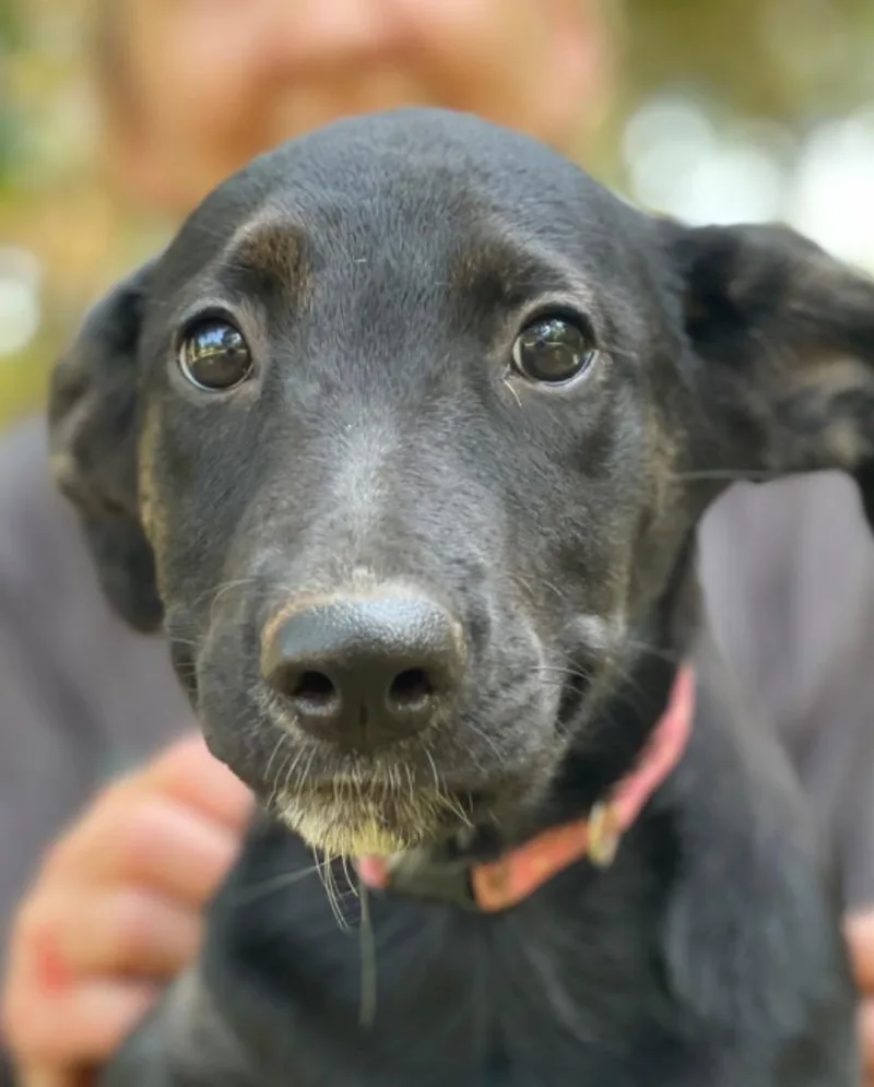 Sweetie Pea thumbnail 4