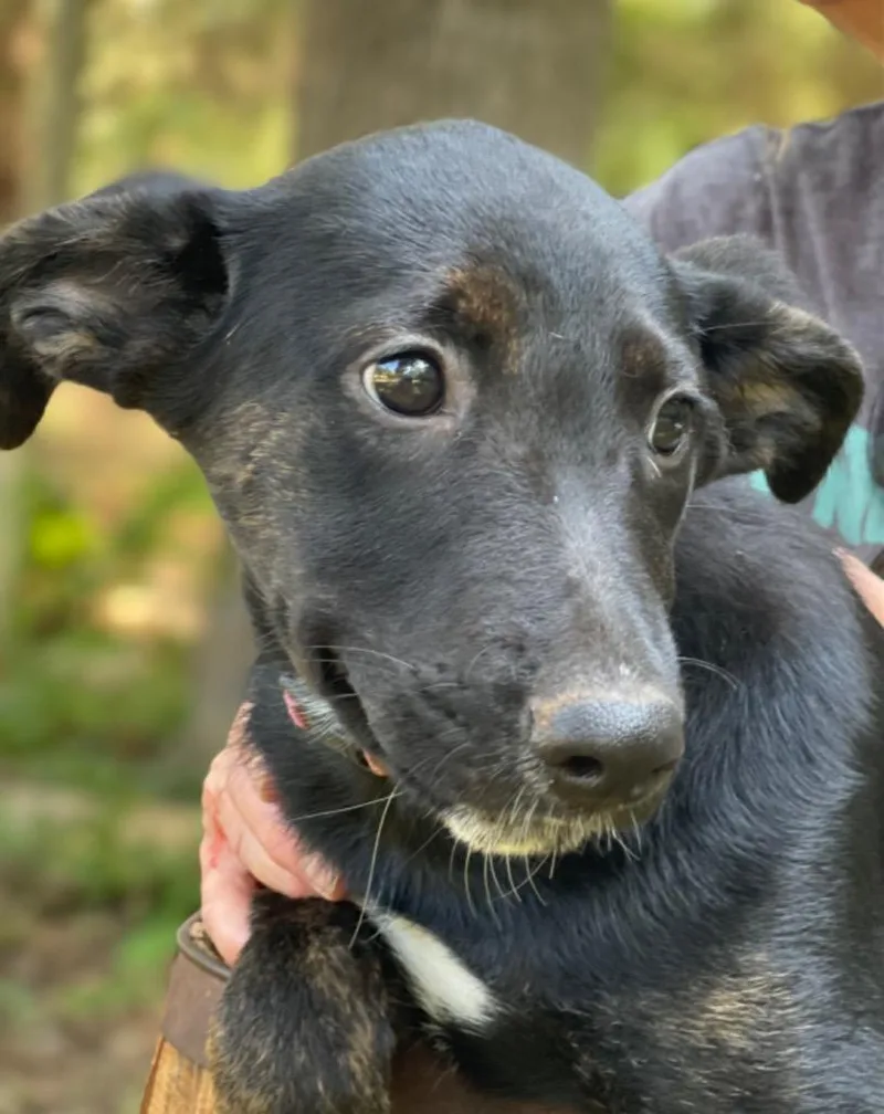 Sweetie Pea thumbnail 5