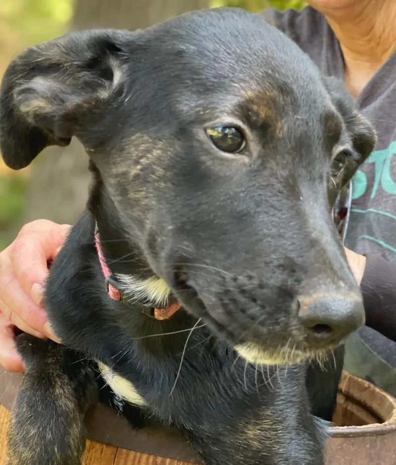 Sweetie Pea thumbnail 6