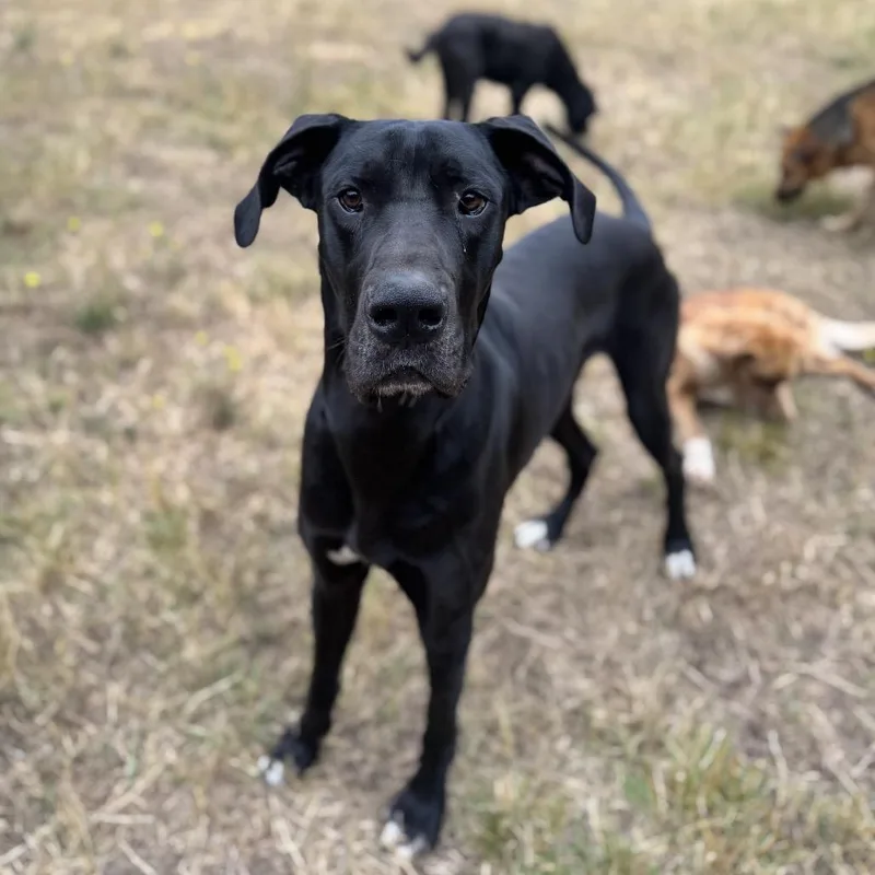 A young extra large-sized male Black Great Dane dog named Diesel for adoption in Salem, OR
