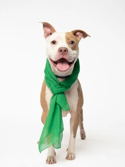 An adult medium-sized female Mixed Breed dog named Cuddles for adoption in Atlanta, GA