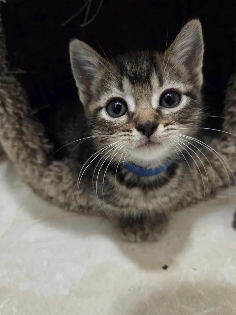 A baby medium-sized male Tabby (Brown / Chocolate) Domestic Short Hair cat named Awesome Again for adoption in New York, NY
