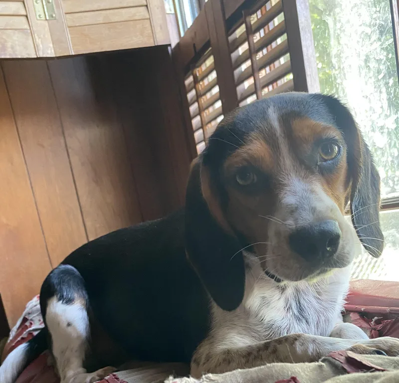 An adult small-sized female Tricolor (Brown, Black, & White) Beagle dog named Winnie for adoption in Blytheville, AR