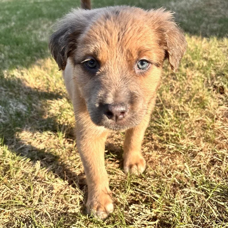 A baby small-sized male Yellow / Tan / Blond / Fawn Mixed Breed dog named Mars for adoption in Austell, GA