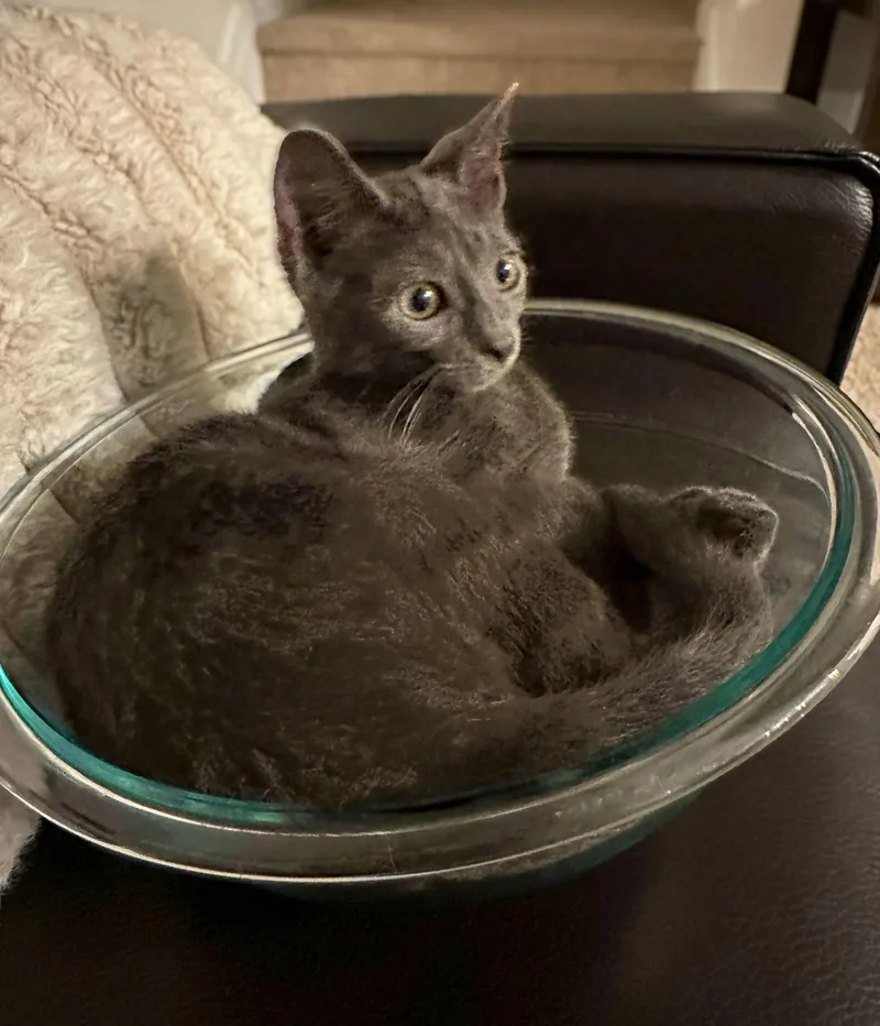 A baby medium-sized male Gray / Blue / Silver Domestic Short Hair cat named Flounder for adoption in Columbia, SC