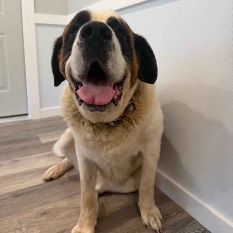 Dozer