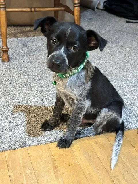 A baby medium-sized male Australian Cattle Dog / Blue Heeler dog named Cowboy for adoption in North Prairie, WI