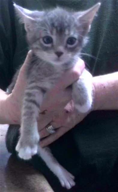 A baby small-sized male Domestic Short Hair cat named Squirrel for adoption in Tallahassee, FL