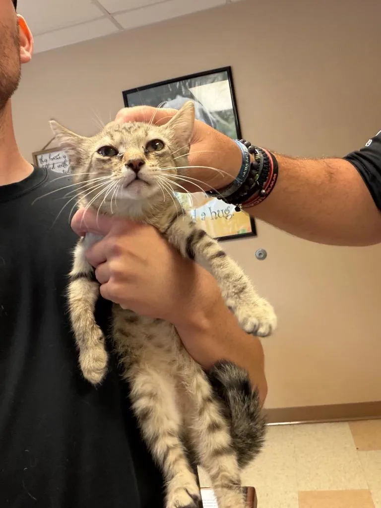 A baby small-sized male Domestic Short Hair cat named Hunter for adoption in Maumelle, AR